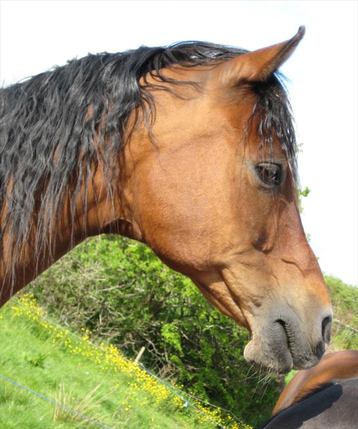 Arabisk fuldblod (OX) Farouk billede 7