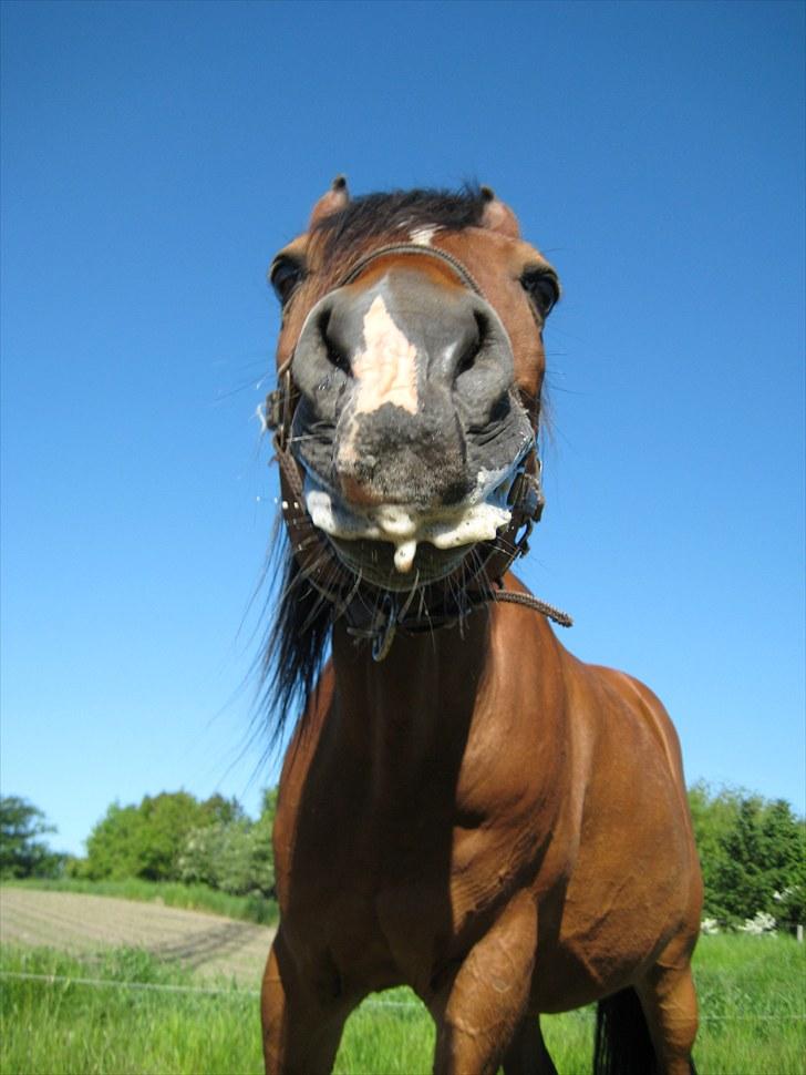 Arabisk fuldblod (OX) Farouk billede 8