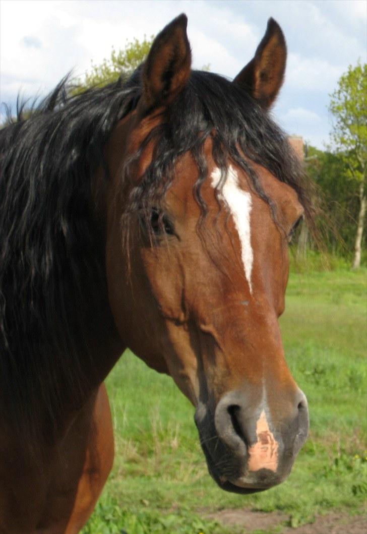 Arabisk fuldblod (OX) Farouk billede 10