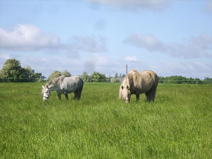 Anden særlig race Cæcar - SOLGT billede 9
