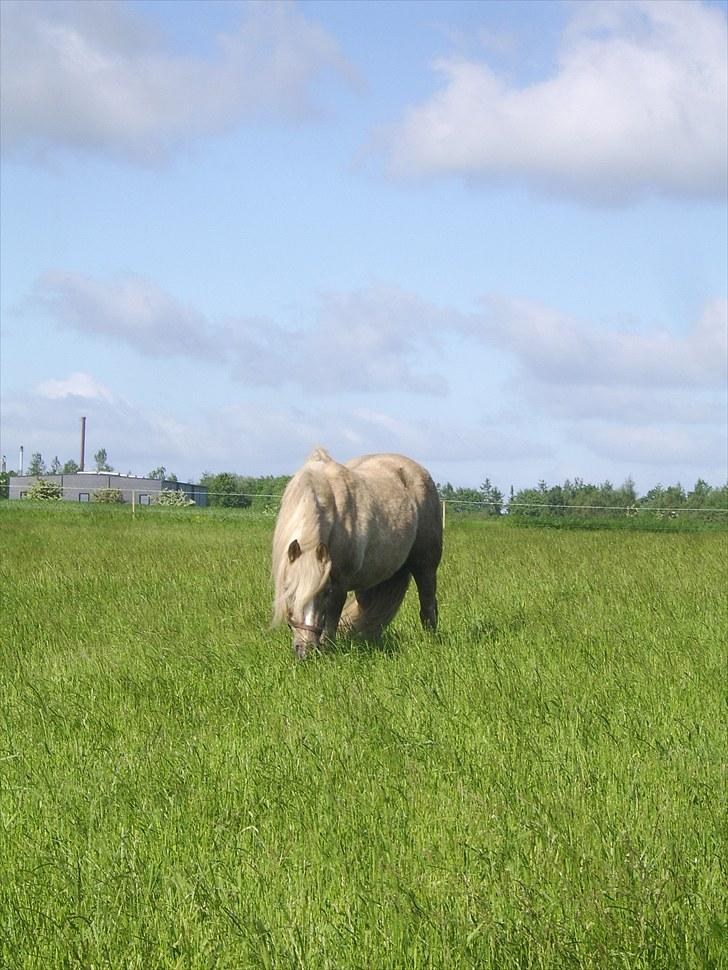 Anden særlig race Cæcar - SOLGT billede 10
