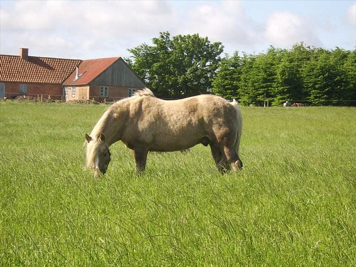 Anden særlig race Cæcar - SOLGT billede 11