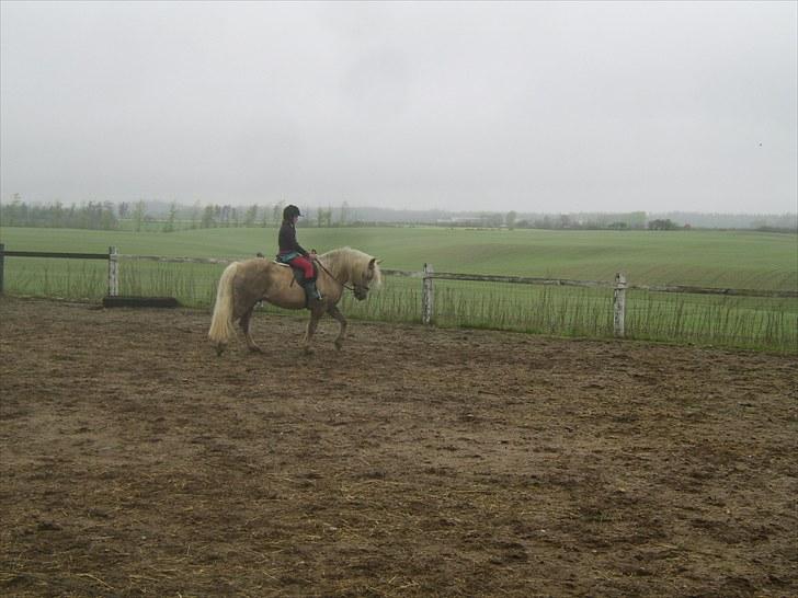 Anden særlig race Cæcar - SOLGT billede 12