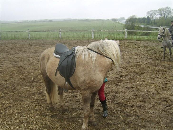 Anden særlig race Cæcar - SOLGT billede 13