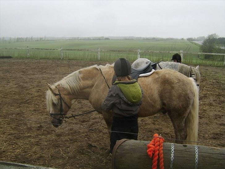 Anden særlig race Cæcar - SOLGT billede 15