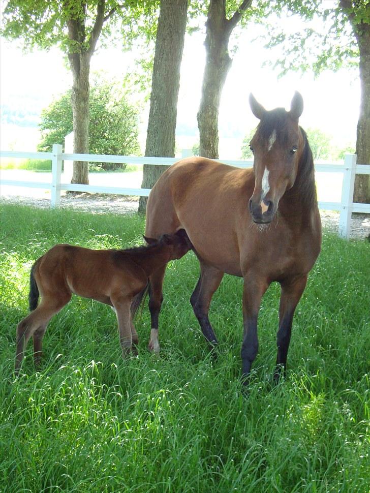 Arabisk fuldblod (OX) Egelys Talej-Amira - Amira og føl på fold sammen 1. gang billede 12