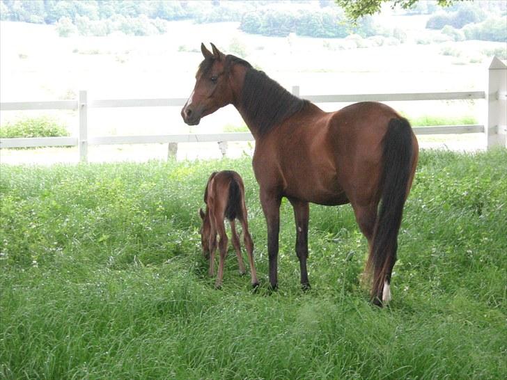 Arabisk fuldblod (OX) Egelys Talej-Amira - Amira og føl på fold sammen 2. gang billede 13