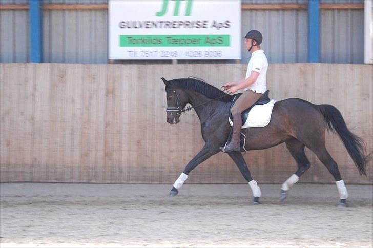 Dansk Varmblod Sundorfs Manon  - Manon med sin nye rytter Dan billede 18