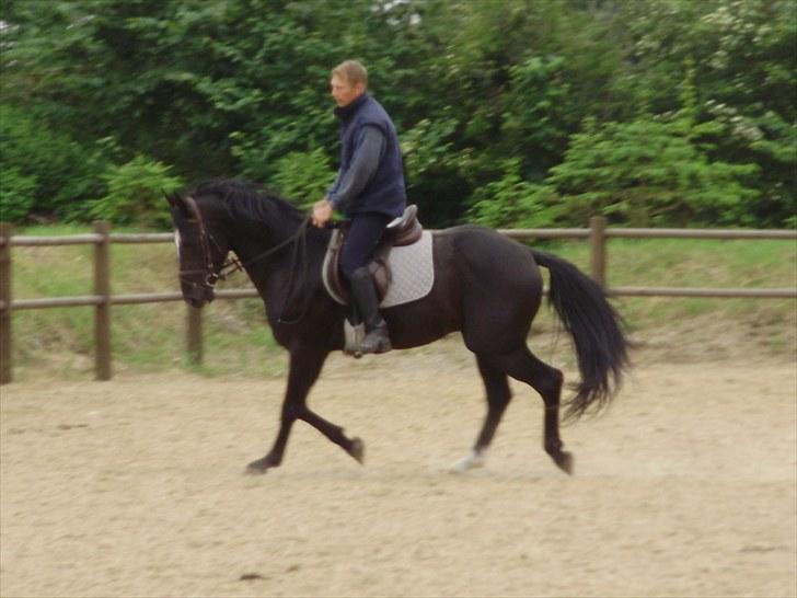 Dansk Varmblod Krogårdens Hard To Make - Tilridning billede 9