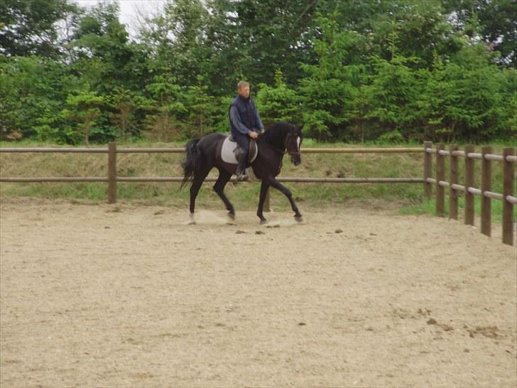 Dansk Varmblod Krogårdens Hard To Make - Tilridning billede 10