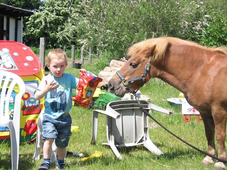 Shetlænder Coco - Coco og min lillebror Albert xD. billede 2