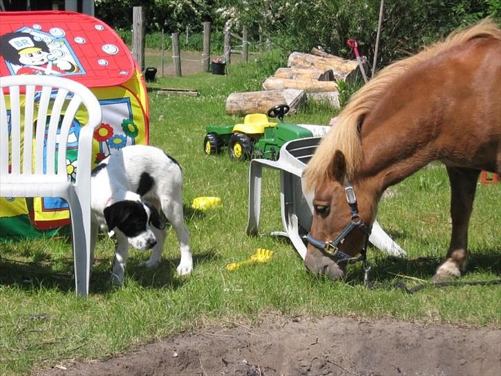 Shetlænder Coco - Coco og min hund Bella xD. billede 3