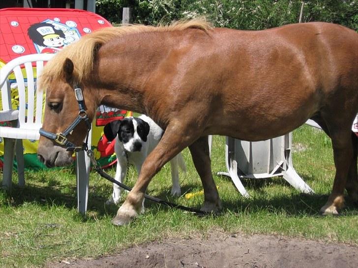 Shetlænder Coco billede 4