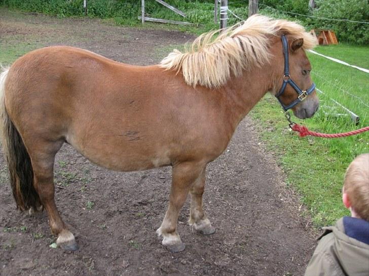 Shetlænder Coco billede 5