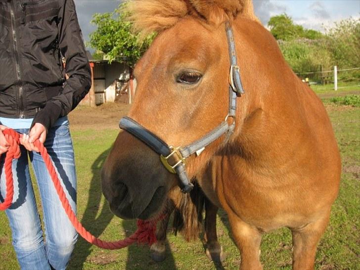 Shetlænder Coco billede 6