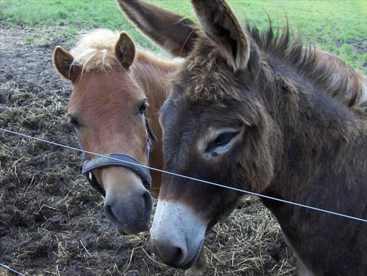 Shetlænder Coco - Coco sammen med et æsel, der hvor hun stod før.(: billede 7