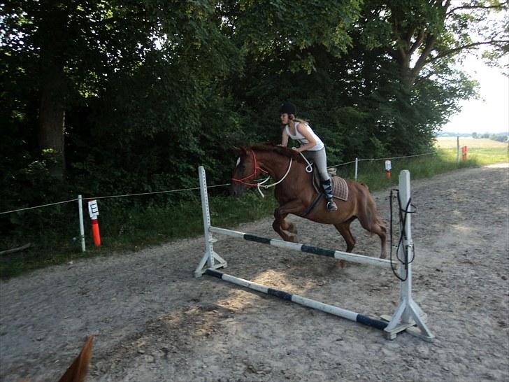 Frederiksborg Nova Jøle - Springer 75 cm. Hesten som ikke kunne springe 30 cm xD #Foto - Katrine O billede 6