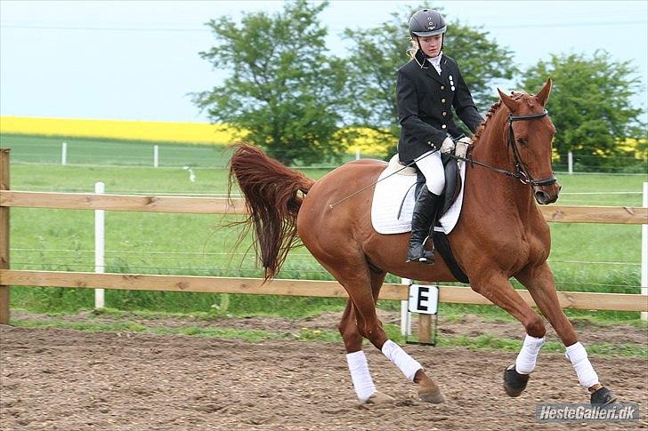 Anden særlig race Stald mejses don reno (solgt) - Foto: MSP. LC3    Dage uden dig er som dage uden håb, men et liv uden dig vil være som et liv uden fremtid billede 17