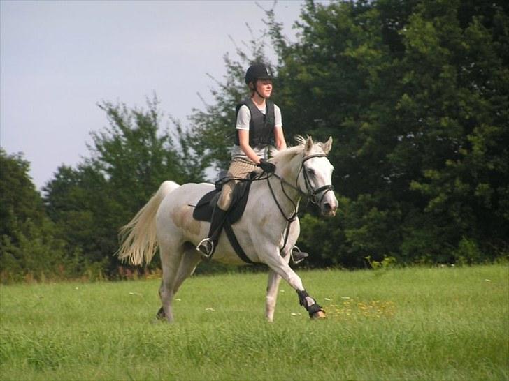 Hollandsk Sportspony Shirley Valentine Mclaine - Galop i sommerferien 2010 billede 13