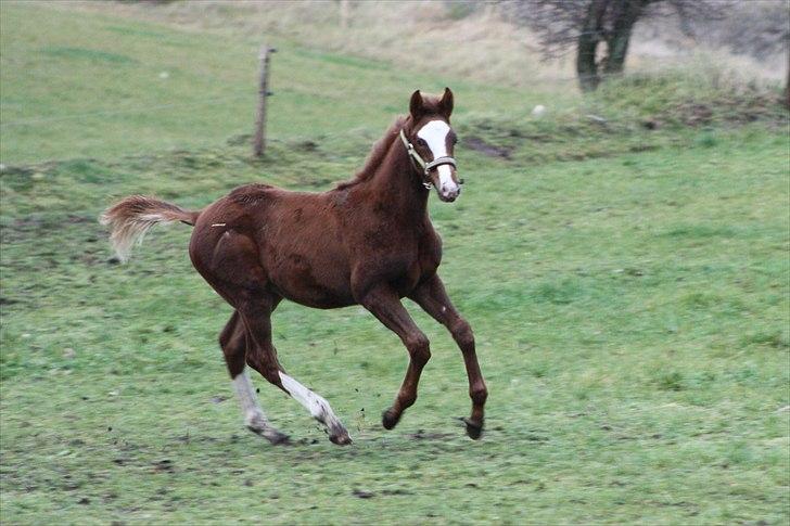 Dansk Varmblod trindbjerggårds lapazio billede 15