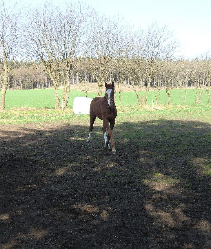 Dansk Varmblod trindbjerggårds lapazio billede 13