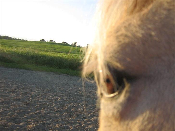 Fjordhest Flicka <3  - ja, prøvede at tage et billede fra siden, gik ikke så godt! ;-) billede 15