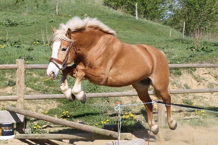 Haflinger Kentucky - Han ELSKER at springe!! billede 9