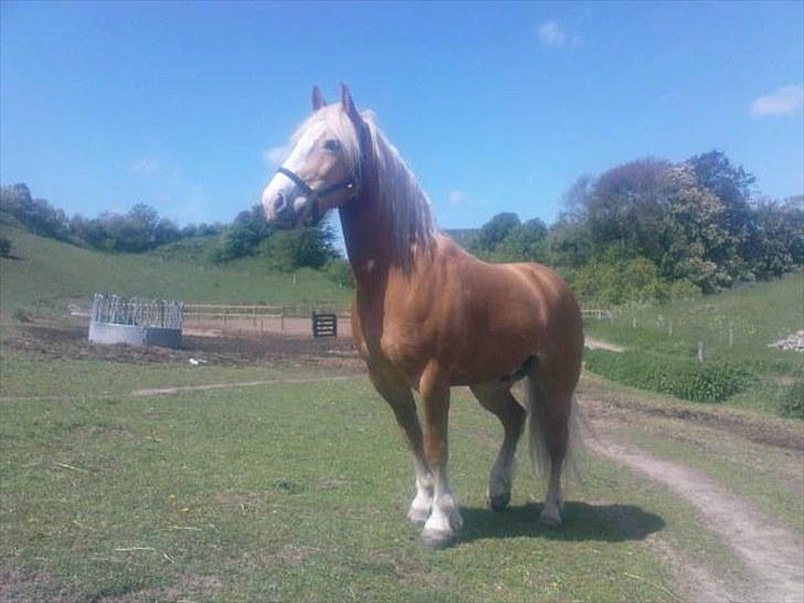 Haflinger Kentucky - Kentycky skaber sig et overblik billede 13