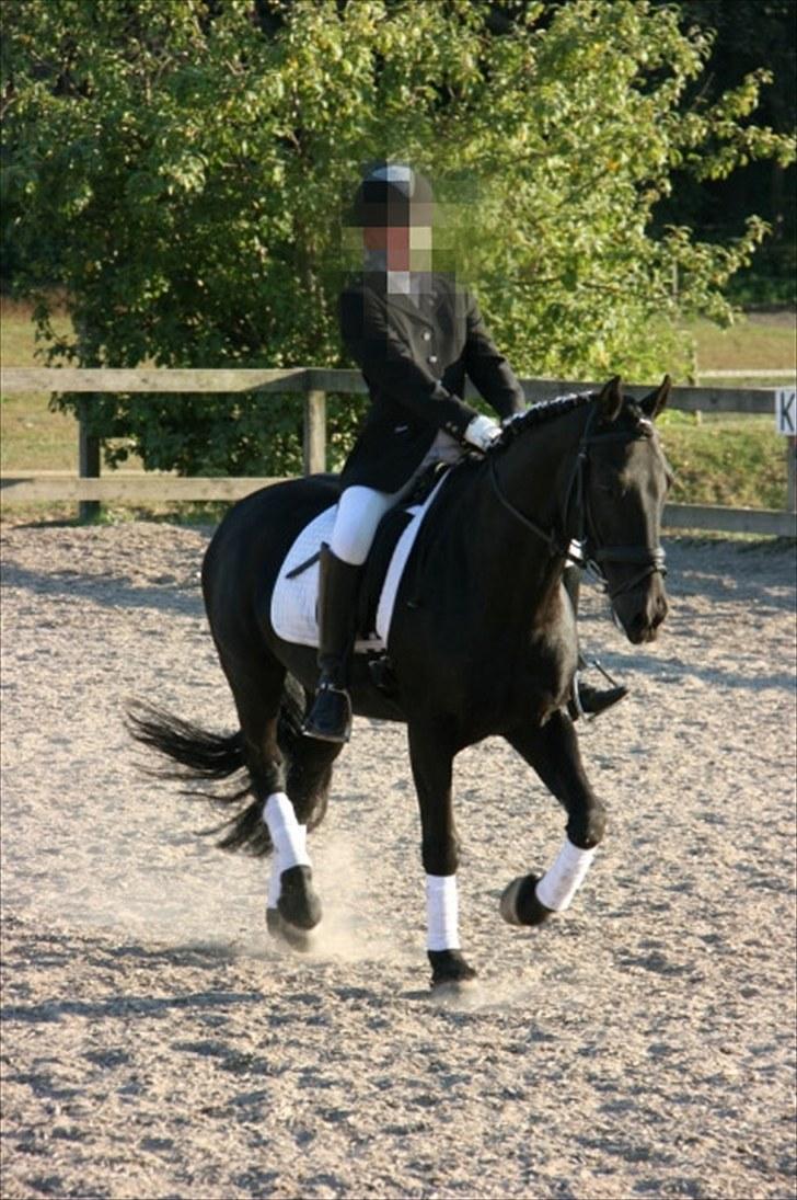 Welsh Cob (sec D) Tolstrups Kahjal - Klubmesterskab 2009. Indridningen, så fin han er, så smuk han er, så glad han er:) Billede: Tess? billede 10