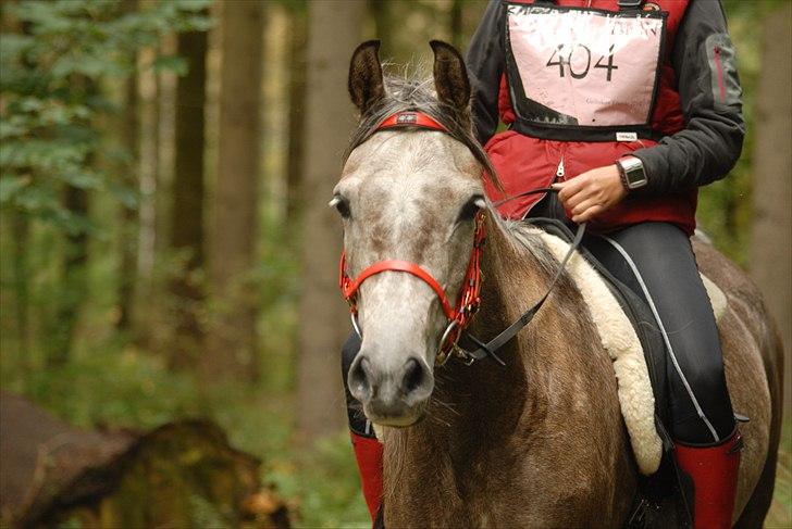 Arabisk fuldblod (OX) Alicia OX - Alicia på Gribskovridtet efterår 2010 billede 1