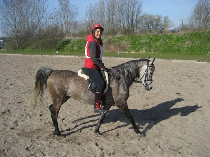 Arabisk fuldblod (OX) Alicia OX - Opvarmning billede 2