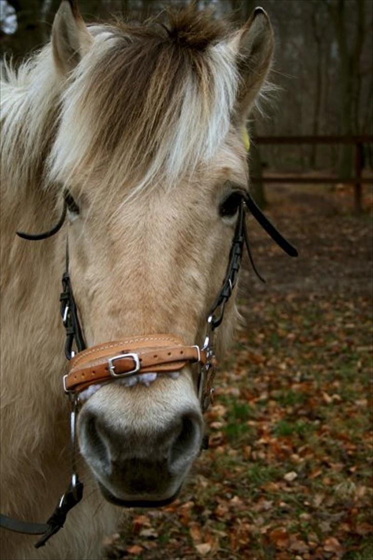 Fjordhest Prins*SOLGT* billede 9