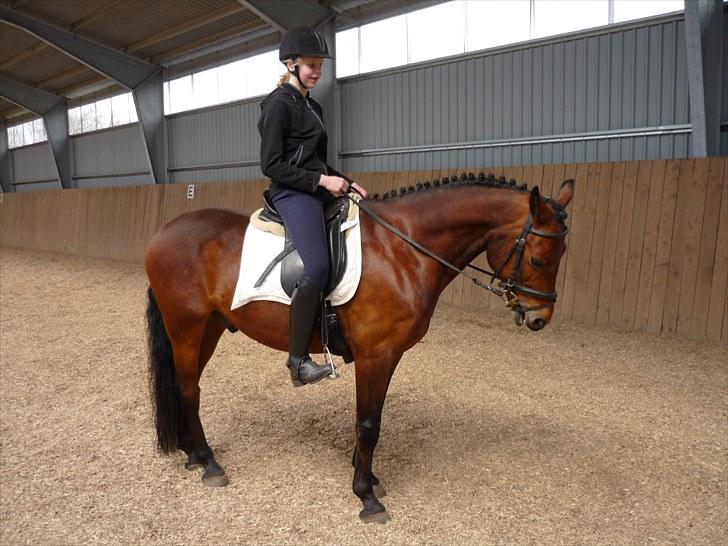 Connemara Maskenkol's Rebelix - Første gang jeg var ude og prøve ham:D billede 2