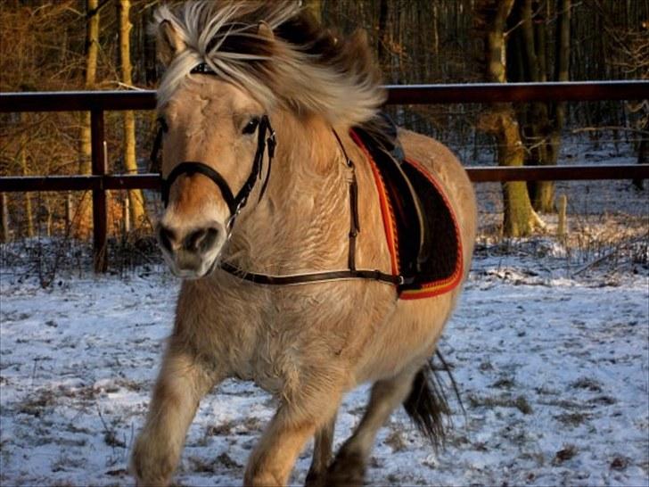 Fjordhest Prins*SOLGT* billede 15