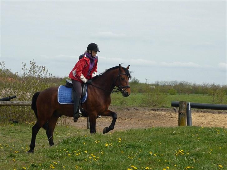 Connemara Maskenkol's Rebelix - Første gang jeg er ude og ride Lexi hjemme... <3 billede 3