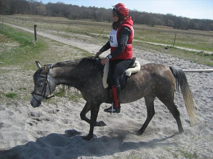 Arabisk fuldblod (OX) Alicia OX billede 3