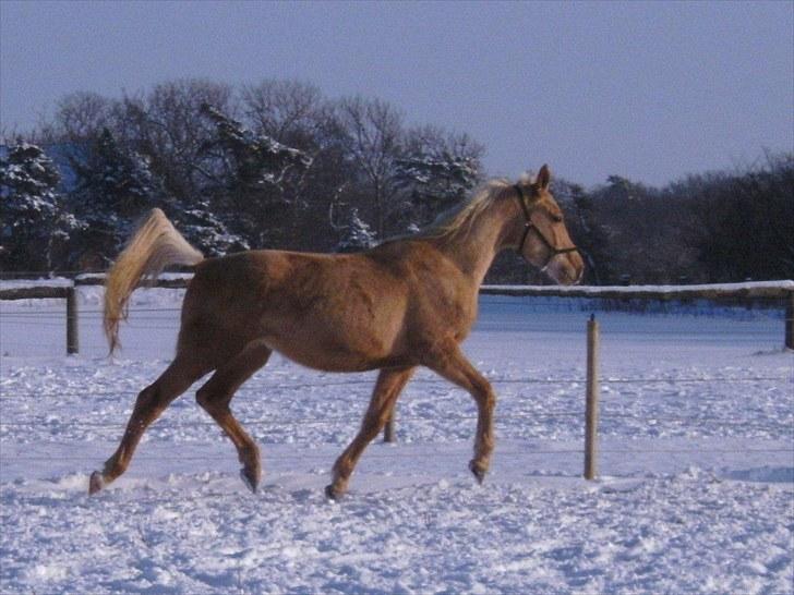 Palomino *R.I.P* Dreamhorse's Lysander billede 20