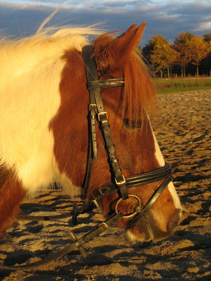 Pinto Just Jumping Oliver *Solgt billede 6