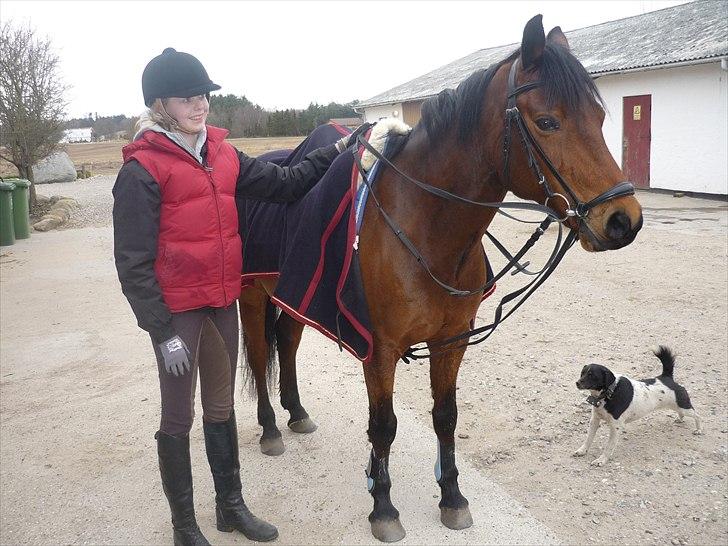 Connemara Maskenkol's Rebelix - Færdig efter en dejlig ridetur d. 30-03-2011(: billede 6