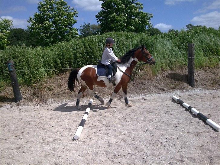 Anden særlig race  bella billede 4