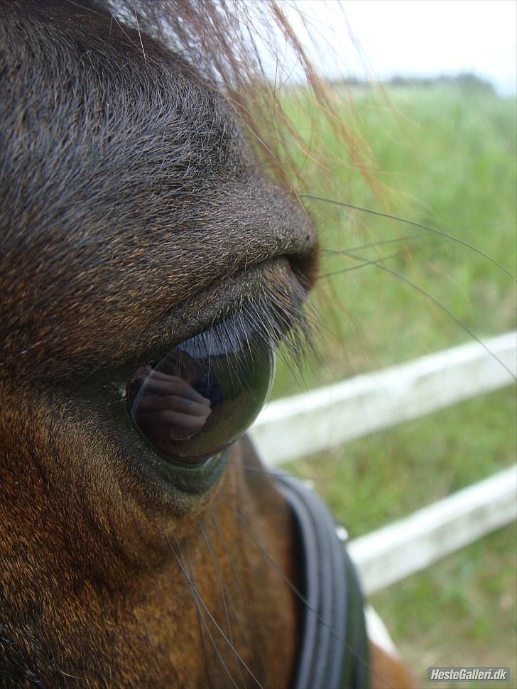 Anden særlig race Mr. Malibou - Fiine Malibou <3 foto: Charlotte <3 billede 10