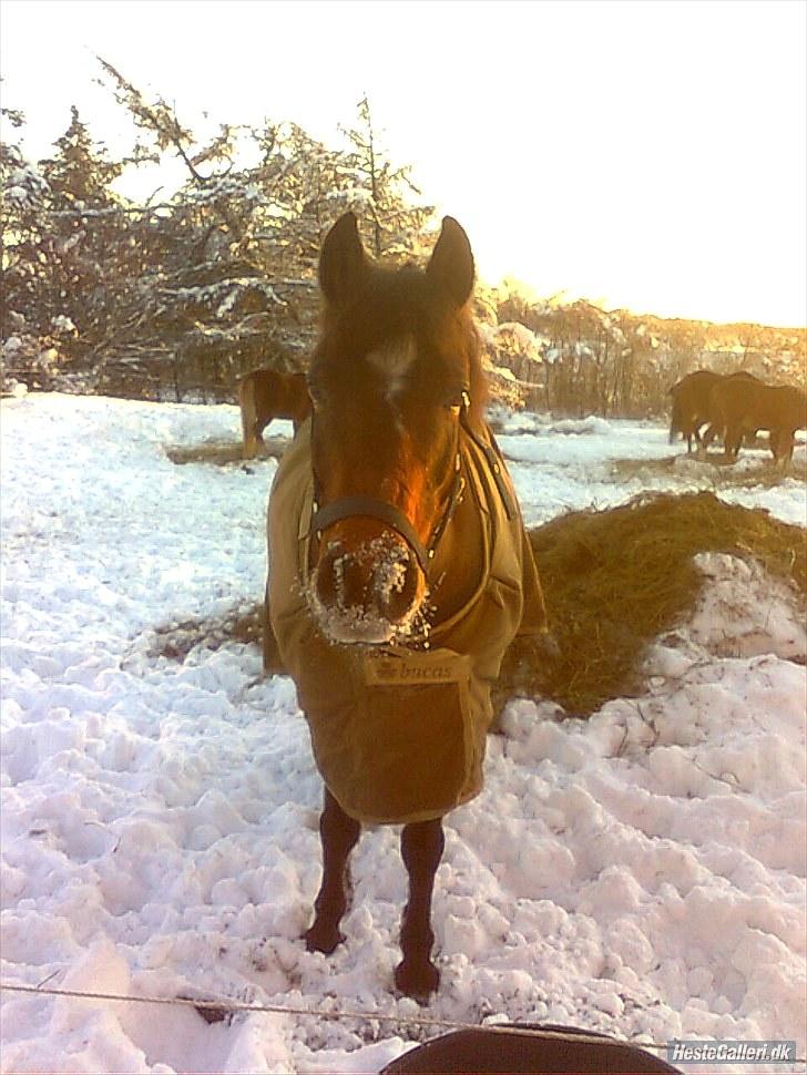 Anden særlig race Dyrkærgårds Atlantis - Atlantis i sneen.foto: Ane billede 14