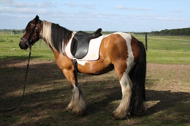 Irish Cob caramella - caramella en af de første gange med sadel og hovedtøj på billede 15