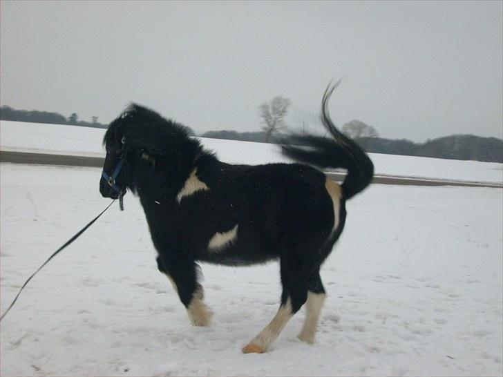 Anden særlig race Lukas - Lidt motion skulle han jo have selvom der var sne :) Foto: Emma :) billede 13