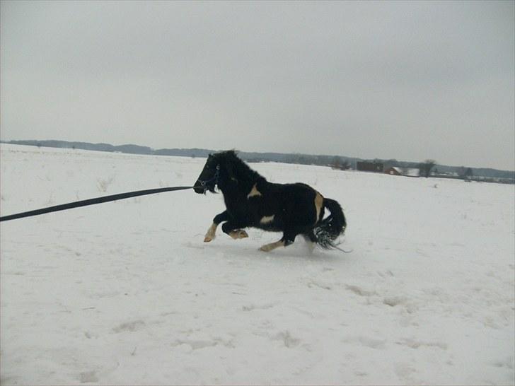 Anden særlig race Lukas - Foto: Emma :) billede 14