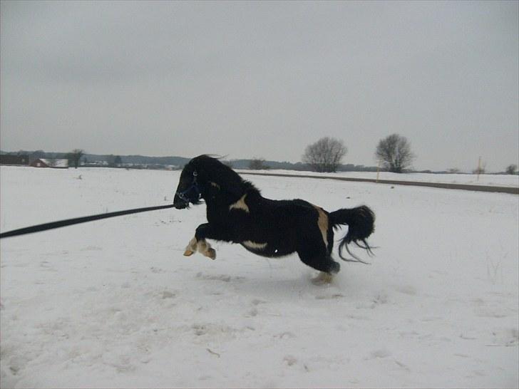 Anden særlig race Lukas - Foto: Emma :) billede 15