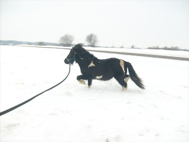 Anden særlig race Lukas - Foto: Emma :) billede 16