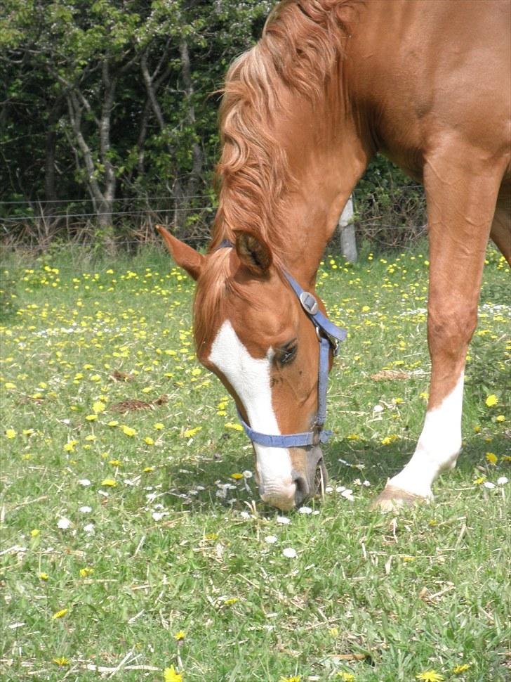 Welsh Pony (sec B) Ksarinor "Musse-tussen!" billede 9