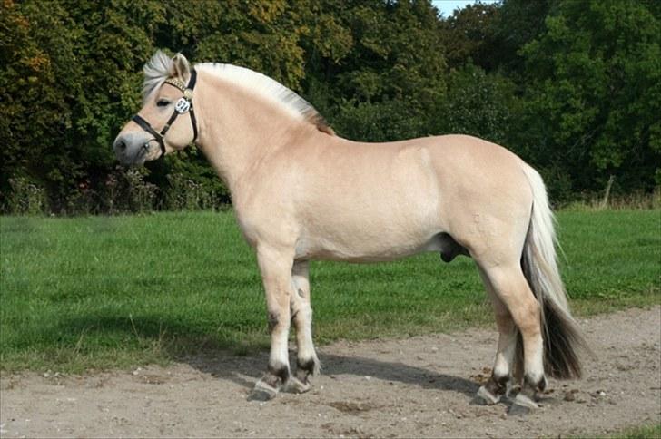 Fjordhest Højgaards Findus - 4 år gammel, til hingstekåring billede 6