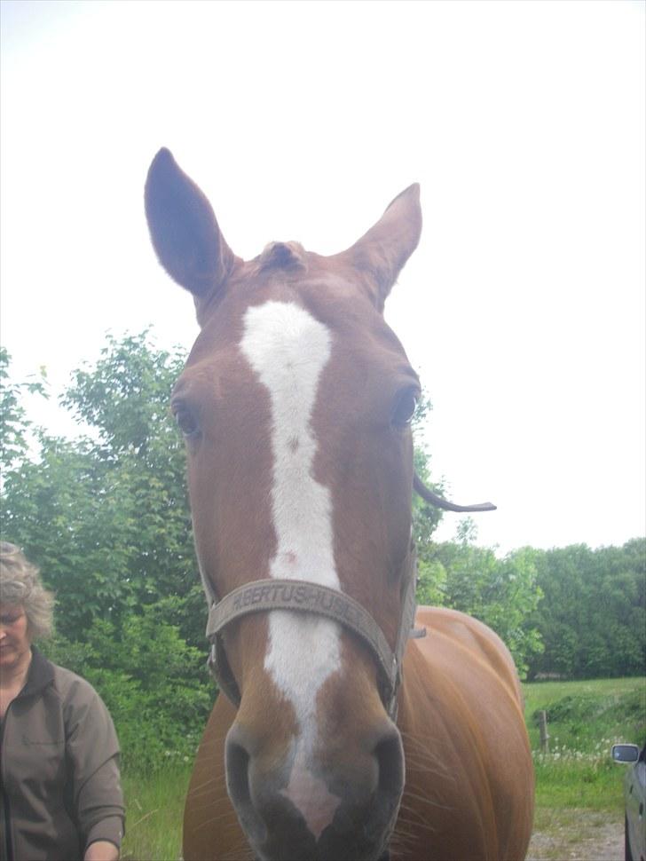 Hannoveraner Kirkeledgaard Luna - velkommen til Lunas profil (; <3 billede 2